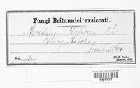 Puccinia urticata image